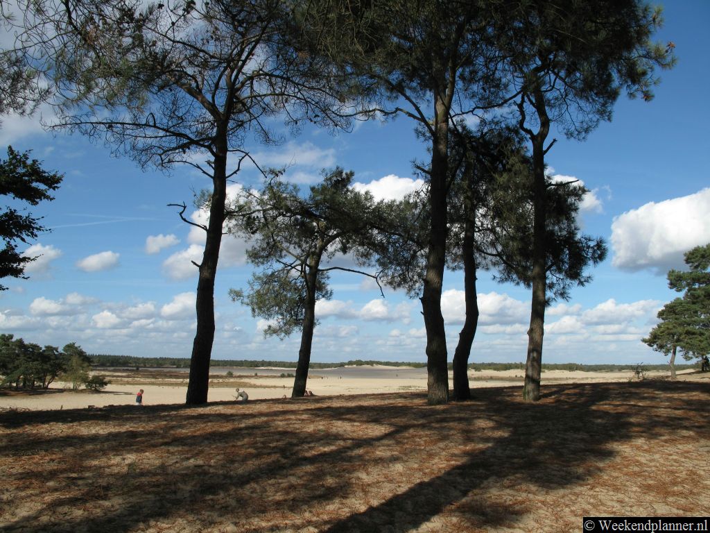 Het Nationaal Park de Drunense Duinen is een uniek natuurgebied in Noord-Brabant. Het was in de Middeleeuwen een bos maar nu is het de grootste zandbak van Europa. Tip: Nationaal Park de Loonse en Drunense Duinen.